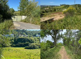 PRÉDIO URBANO - TERRENO DE CONSTRUÇÃO COM 3.000 m2 COPEIRA | CASA DESTINADA A ARRUMAÇÕES, COM ÁREA COBERTA DE 420 M2 E 13.700 M2 DE LOGRADOURO | ½ PRÉDIO URBANO - TERRENO DE CONSTRUÇÃO COM 7.500 m2 - COPEIRA | TERRENO DE PASTAGEM COM OLIVEIRAS, PINHAL E MATO COM 13.000 m2