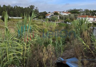 PRÉDIO RUSTICO SITUADO EM RELVA GRANDE COM ÁREA TOTAL DE 650 M2 COMPOSTO POR “TERRA DE VINHA COM OLIVEIRAS”