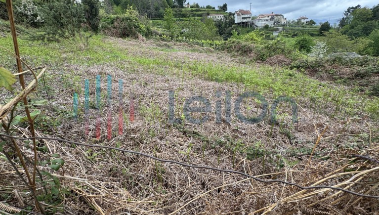 PRÉDIO RÚSTICO COMPOSTO POR TERRENO DE CULTURA E VINHA COM ÁREA TOTAL DE 90 M2