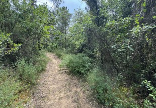 TERRENO DE PASTAGEM COM OLIVEIRAS, PINHAL E MATO COM 13.000 m2