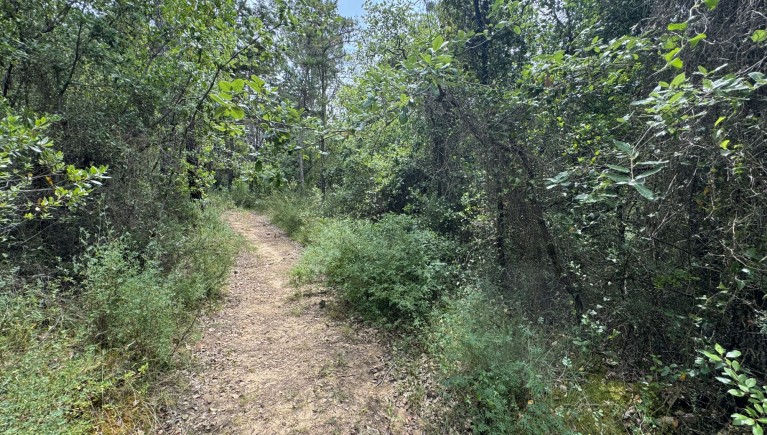 TERRENO DE PASTAGEM COM OLIVEIRAS, PINHAL E MATO COM 13.000 m2