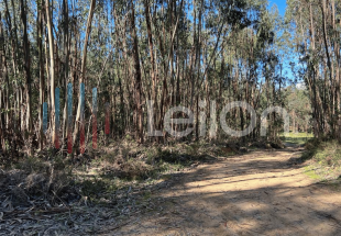 TERRENO RÚSTICO - TERRA DE EUCALIPTAL, com 10.160 m2