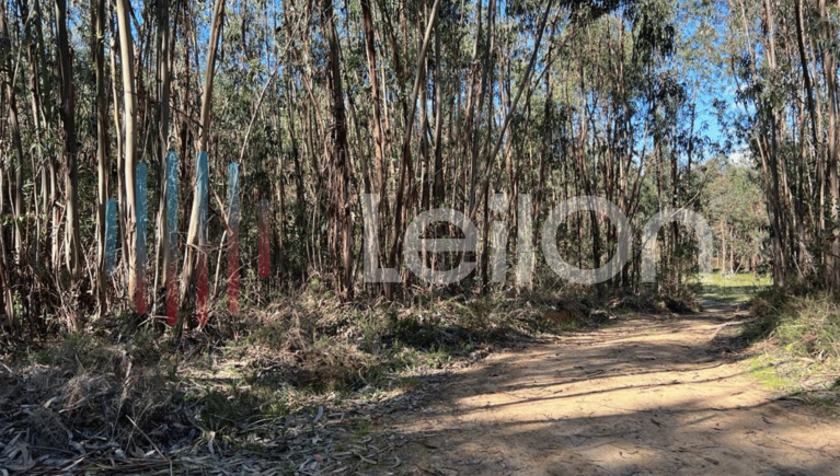 TERRENO RÚSTICO - TERRA DE EUCALIPTAL, com 10.160 m2