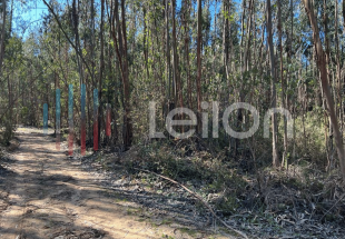 TERRENO RÚSTICO - TERRA DE MATO, EUCALIPTAL E CULTURA ARVENSE  com 19.680 m2